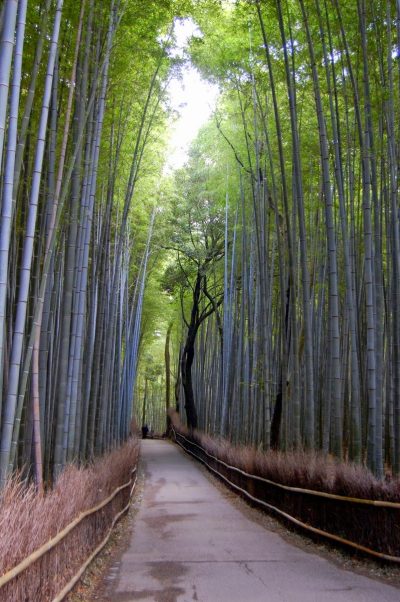 Il bosco di bambù di Arashiyama nel 2013